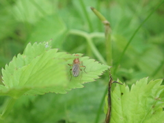 Norellisoma spinimanum