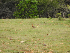 Cursorius coromandelicus