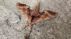 Marumba