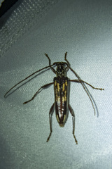 Coptocercus rubripes