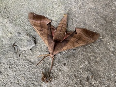 Marumba