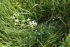 Clematis lathyrifolia