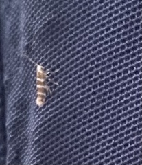 Argyresthia trifasciata