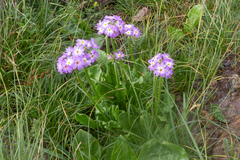 Primula auriculata