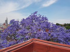 Jacaranda mimosifolia