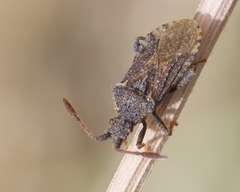 Coriomeris denticulatus