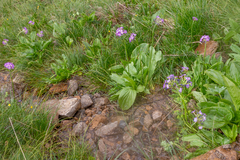 Primula auriculata