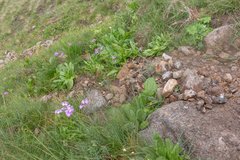 Primula auriculata