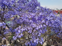 Jacaranda mimosifolia