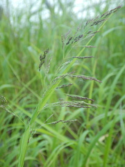 Calamagrostis purpurea