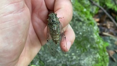 Leptosemia takanonis