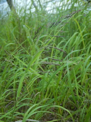 Calamagrostis purpurea
