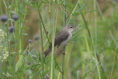 Iduna caligata
