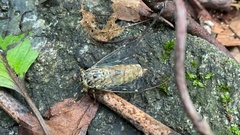Leptosemia takanonis