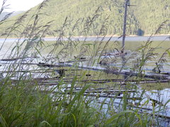 Calamagrostis purpurea