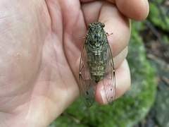 Leptosemia takanonis