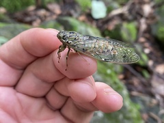 Leptosemia takanonis