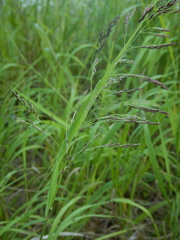 Calamagrostis purpurea