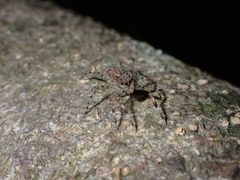 Spartaeus zhangi