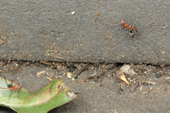 Leptomyrmex tibialis