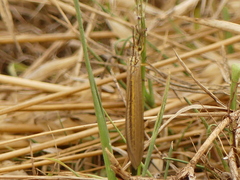 Myrmecaelurus trigrammus