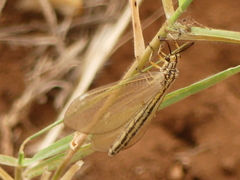 Myrmecaelurus trigrammus