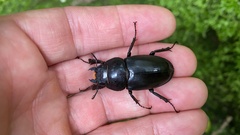 Serrognathus titanus castanicolor