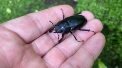 Serrognathus titanus castanicolor
