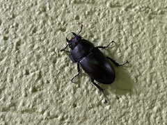 Serrognathus titanus castanicolor