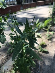 Epilobium adenocaulon