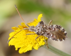 Centrocoris variegatus
