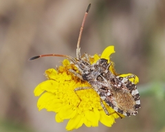 Centrocoris variegatus