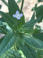Epilobium adenocaulon