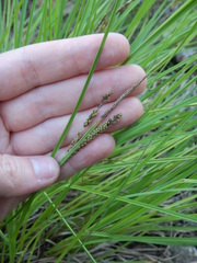 Carex appendiculata