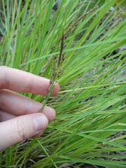 Carex appendiculata
