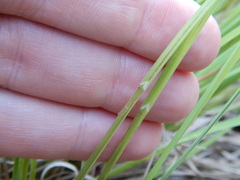 Carex appendiculata
