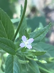 Epilobium adenocaulon