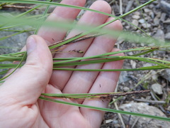 Carex appendiculata