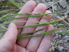 Carex appendiculata