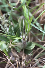Ceropegia macmasteri