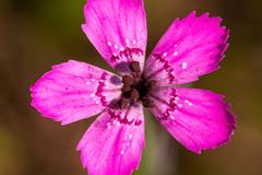 Microbotryum dianthorum