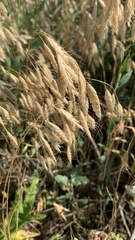 Bromus squarrosus