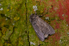 Acronicta cinerea