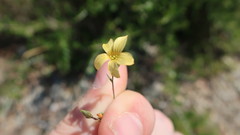 Linum setaceum