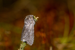Acronicta cinerea