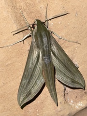 Hippotion balsaminae