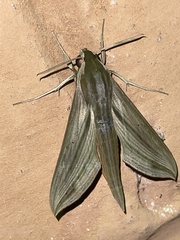 Hippotion balsaminae