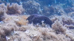 Irciniidae