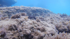 Irciniidae