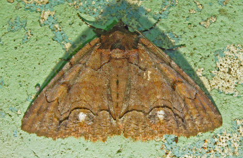 Washed-out Zale Moth photo 4